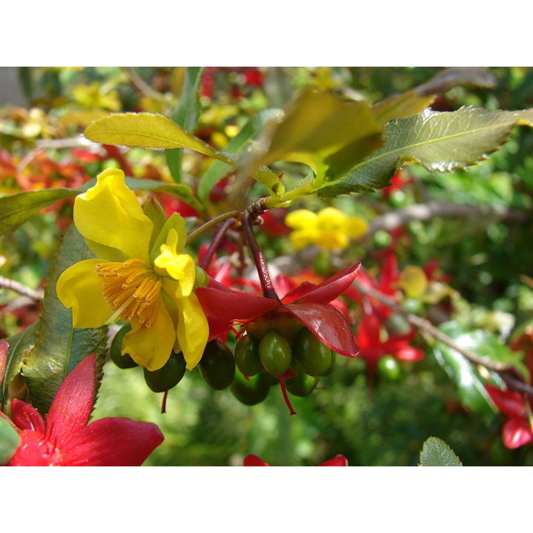 Cây mai tứ quý đang nụ cao 1m-1,2m cây cực đẹp