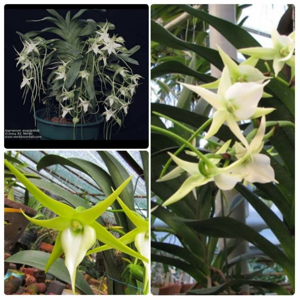 AngraecumSao Biển cây trưởng thành gần cho hoa có cây con. hoa đẹp thơm bền.