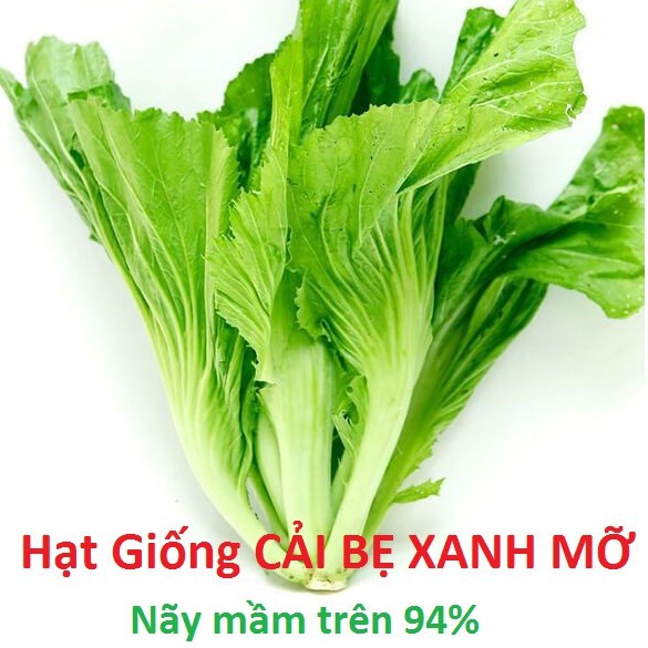 Hạt giống cải bẹ xanh mỡ, cải xanh ăn bánh xèo