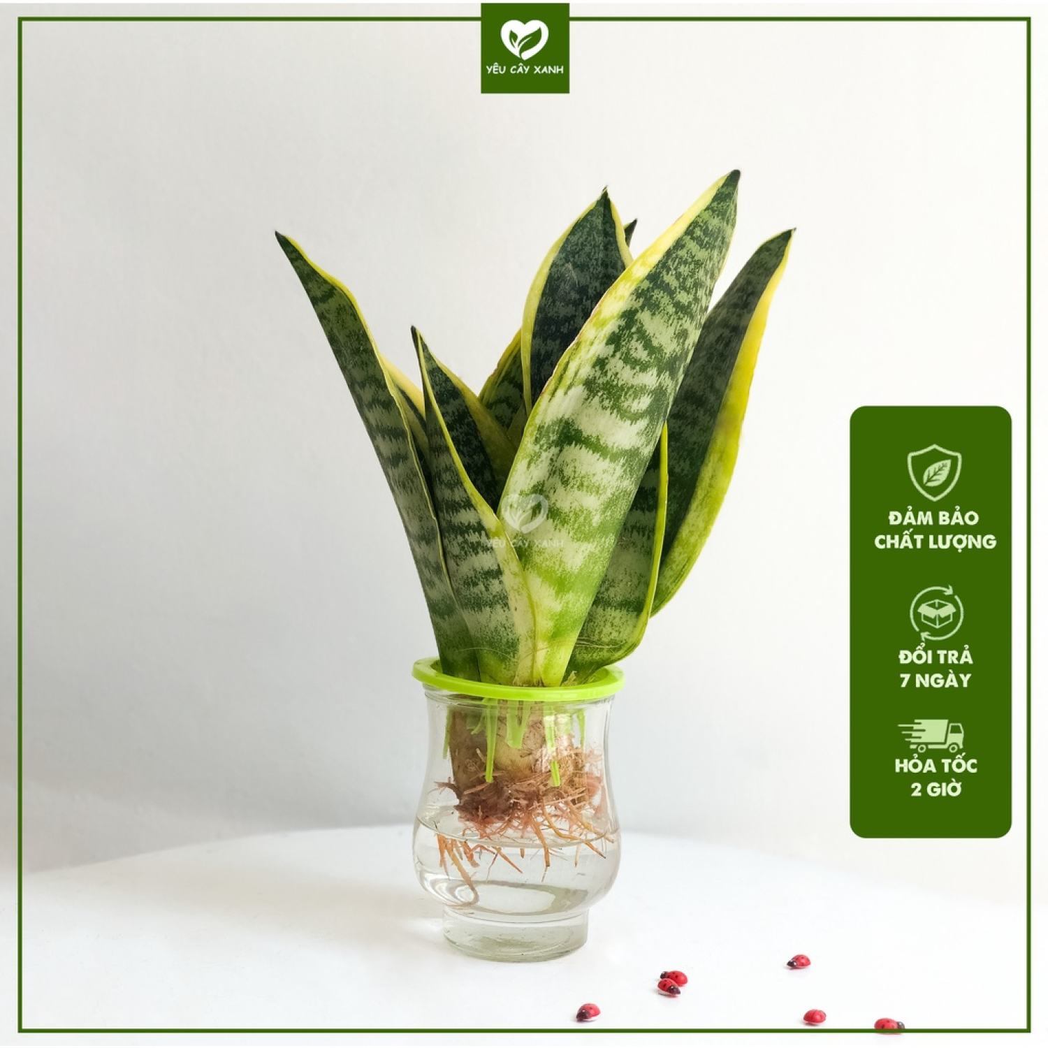 Cây lưỡi hổ thuỷ sinh