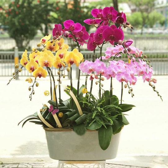 Hạt giống Lan hồ điệp F1