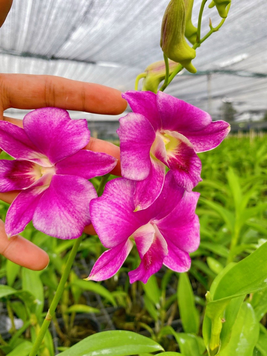 Hoa Lan Dendro Chớp Lai Cát Peru, chậu cây trưởng thành, nhiều thân, sắp ra ngồng hoa