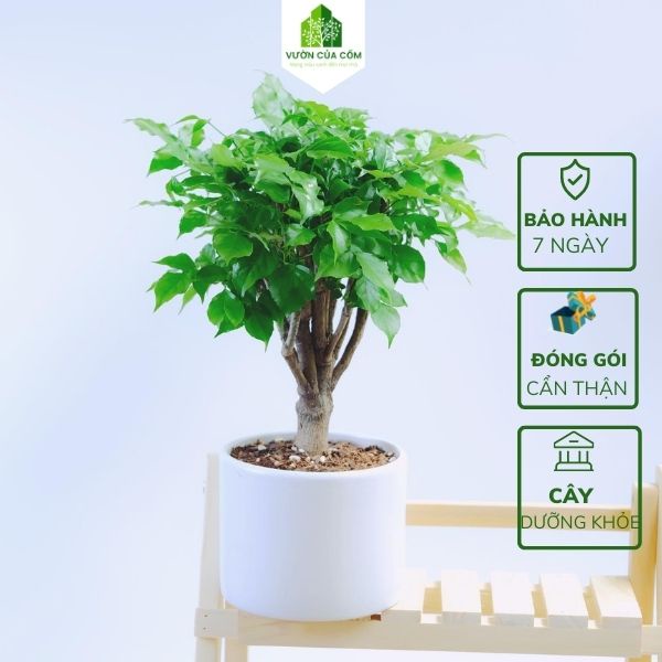 Cây hạnh phúc để bàn kết hợp cùng chậu sứ trắng mang phong thủy tài lộc cho gia chủ . Món quà tặng cực ý nghĩa .