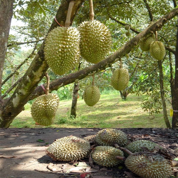 Cây giống sầu riêng musang king – sầu riêng malaysia giống ghép _cây giống cao nguyên xanh