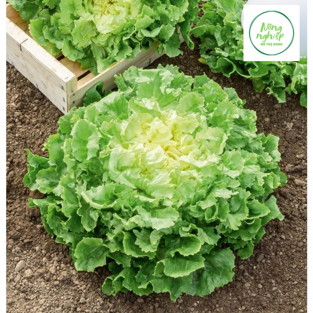 5gr hạt giống xà lách carol