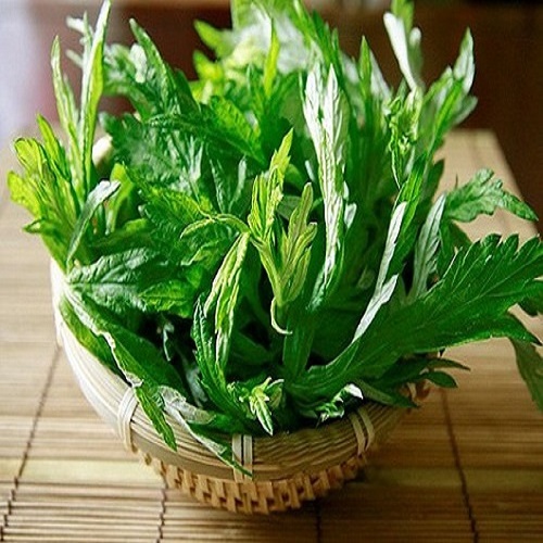 CÂY NGẢI CỨU, CÂY GỬI ĐI NGUYÊN CHẬU