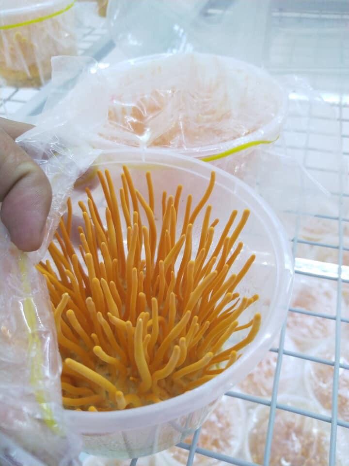 Đông Trùng Hạ Thảo Tươi - Hộp 200g