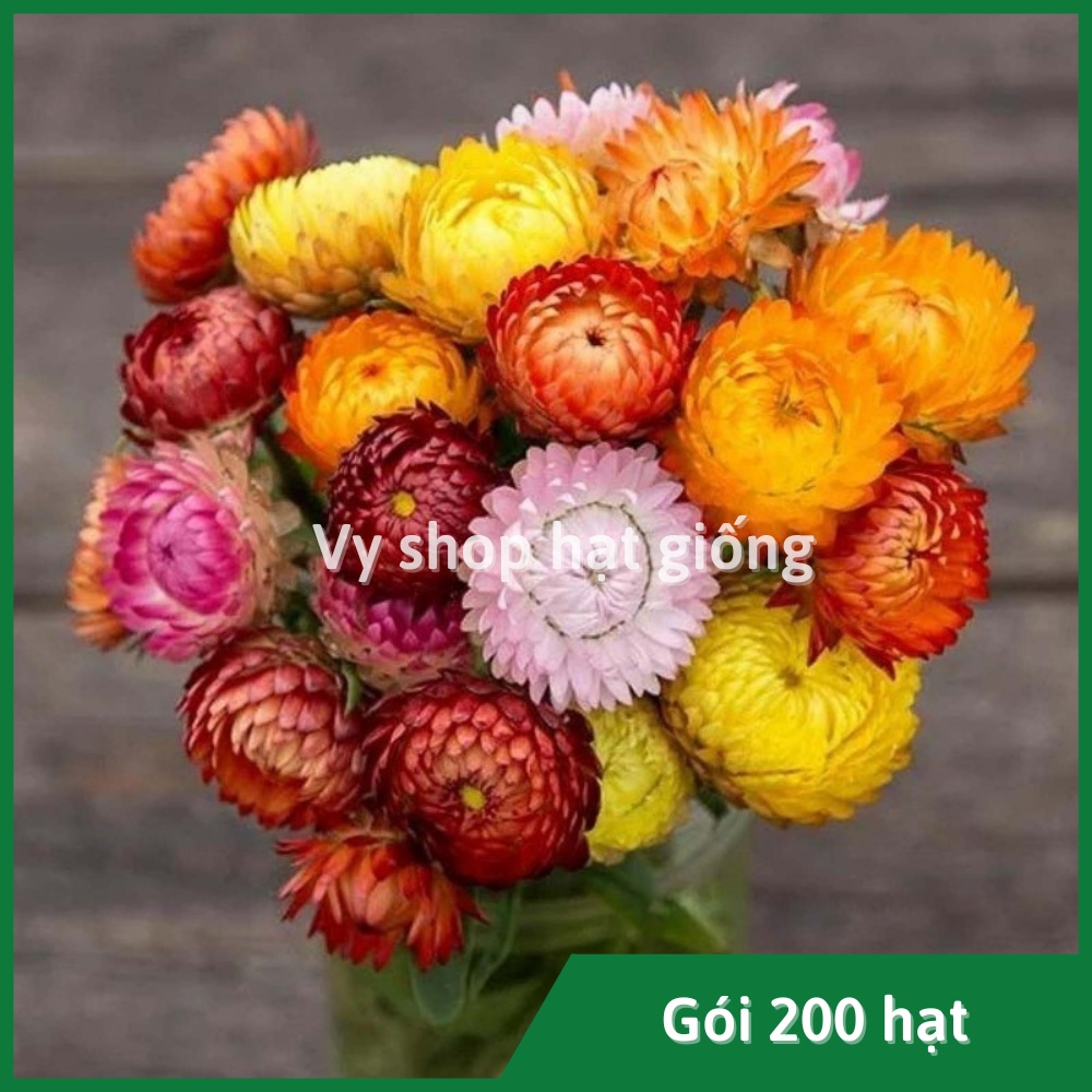 Hạt giống hoa cúc bất tử gói 200 hạt mix màu