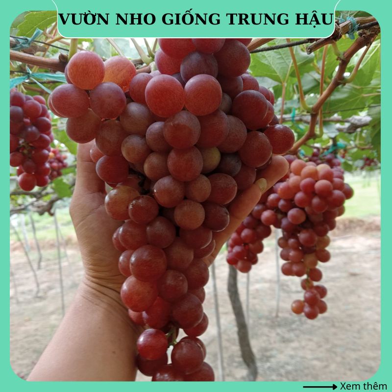Cây nho giống Đỏ Ninh Thuận thân dây leo giàn trồng chậu thùng xốp ND01