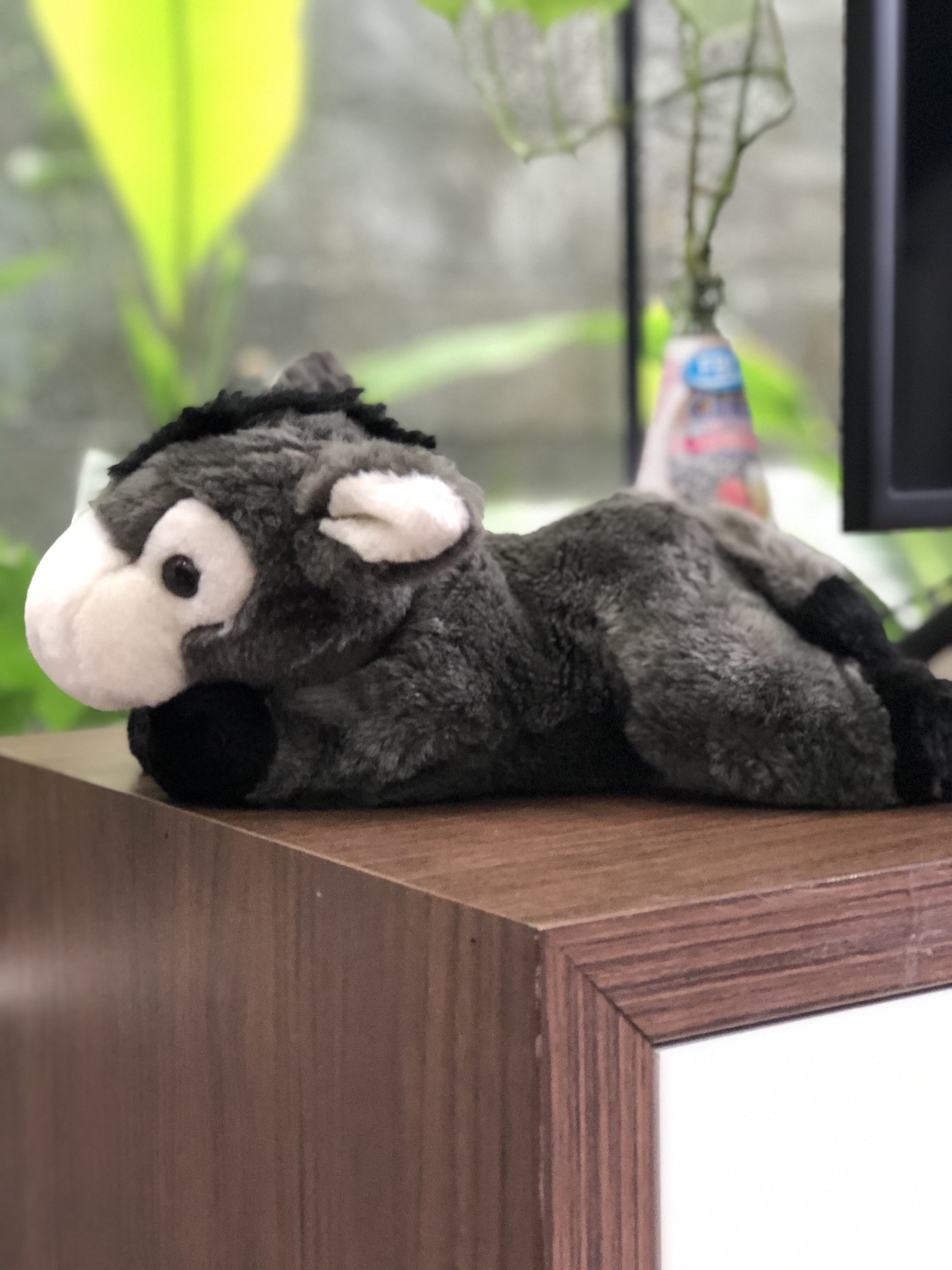 Chú Lừa Donkey