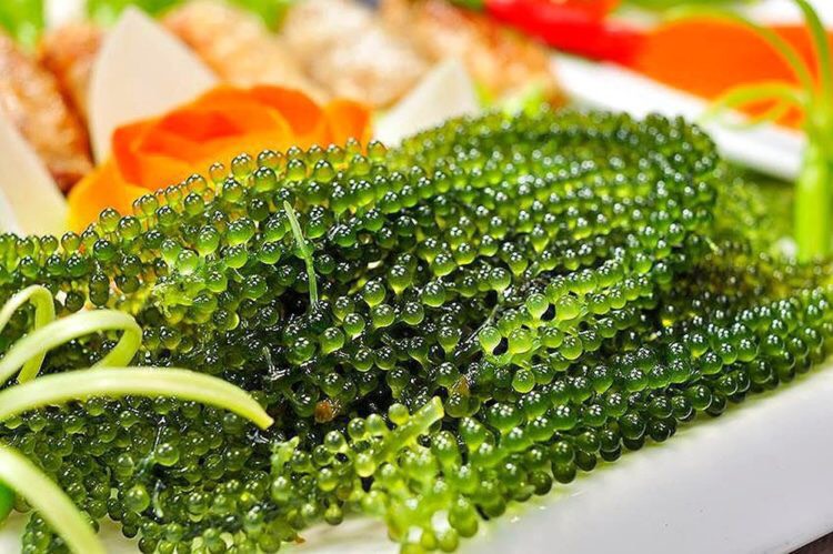 RONG NHO CÁCH NHIỆT KHÁNH HÒA