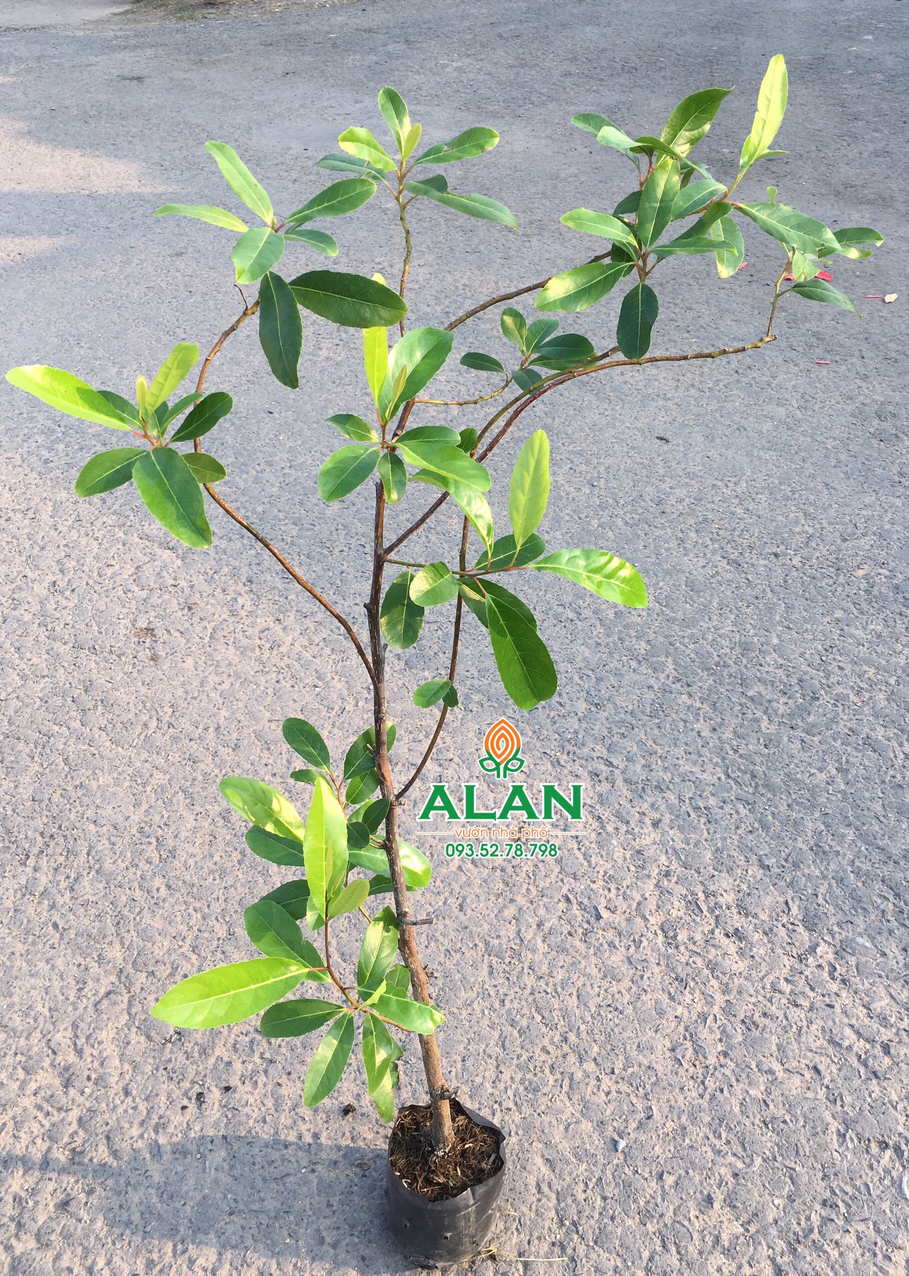 Cây Cà Na Thái (loại to)