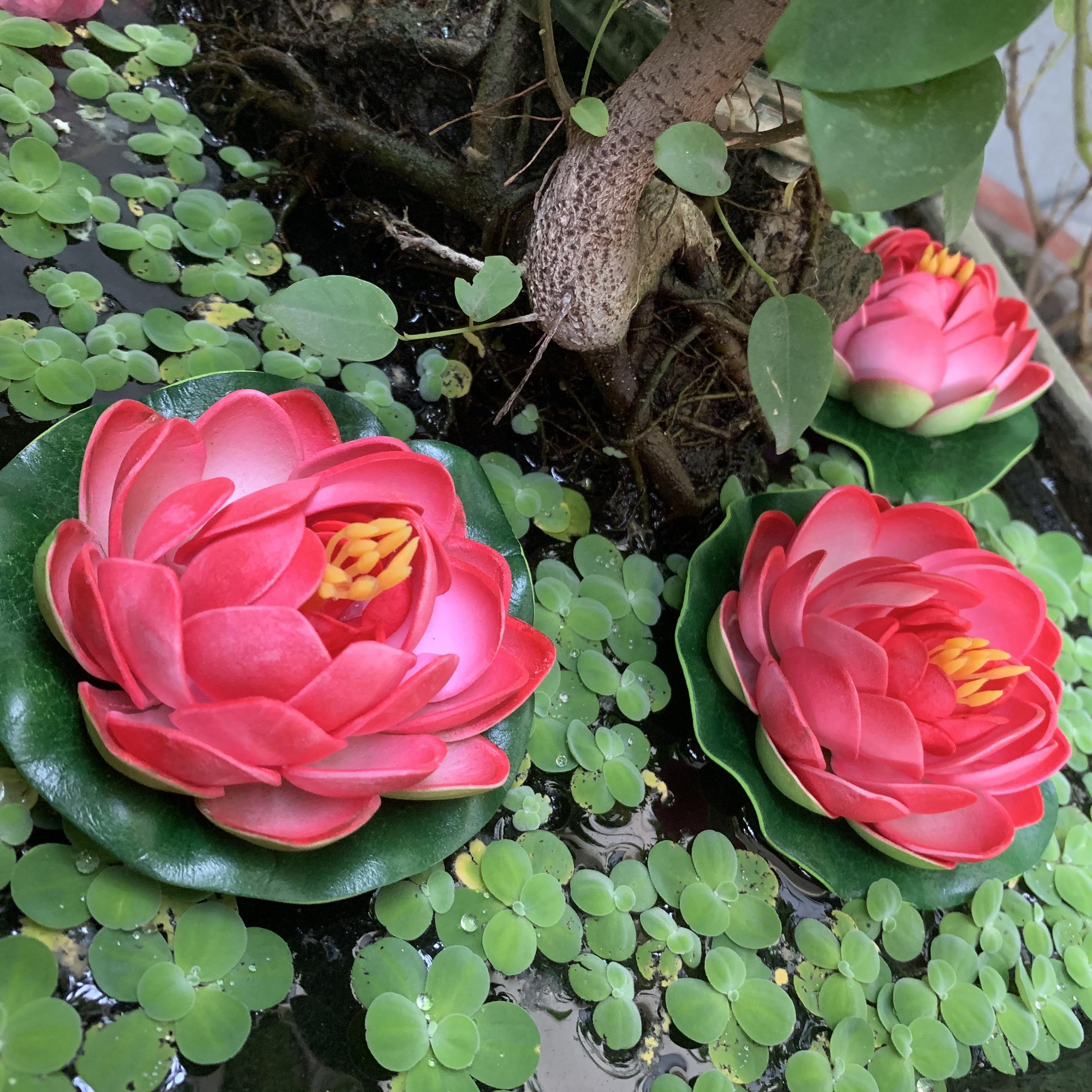 [HCM][Chọn màu ngẫu nhiên] Búp Sen Nổi Trang Trí Hồ Cá