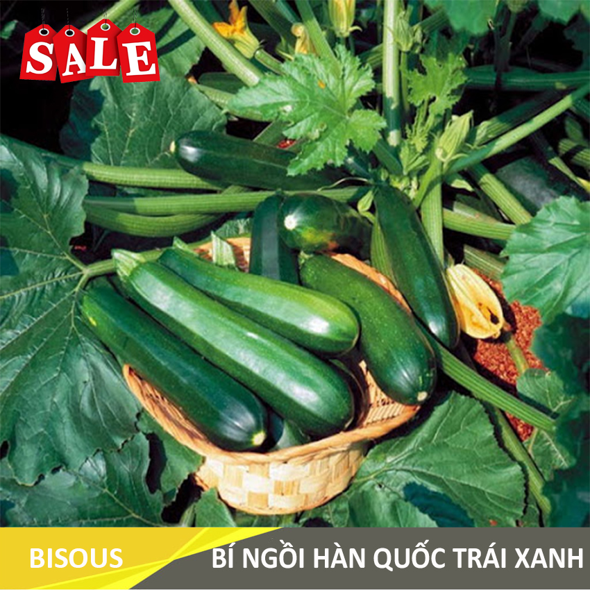HẠT GIỐNG BÍ NGỒI HÀN QUỐC TRÁI XANH Q30 BISOUS KLT 2g