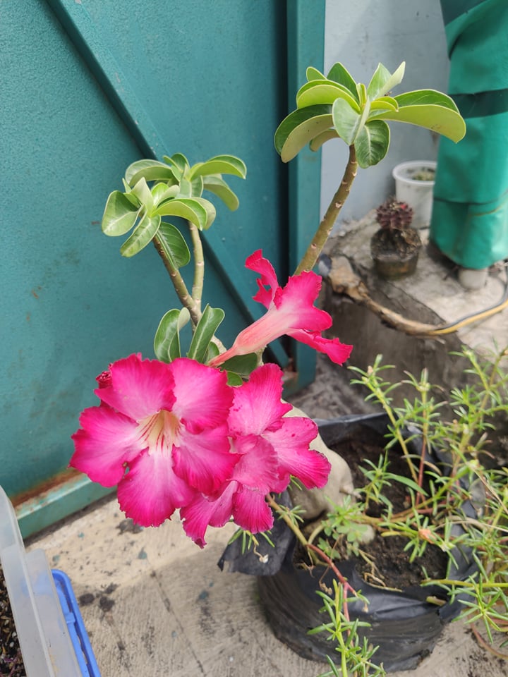 Cây sứ bo gieo hạt sứ con 15~20cm