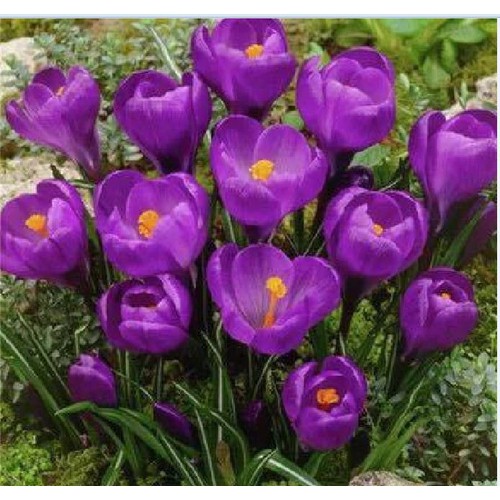 Combo 3 Củ giống hoa nghệ tây hoa màu tím ( 3 củ tặng kèm 3 viên nén ươm củ )