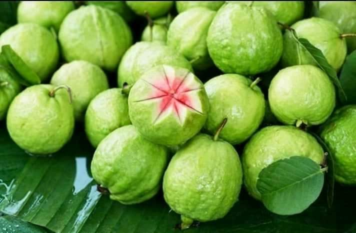 Ổi rubi ruột đỏ không hạt chuẩn F1 - Cây trong bầu