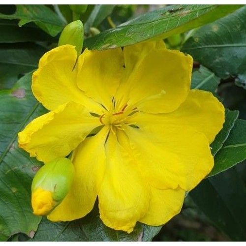 Mai Giảo Thủ Đức Cây Giống