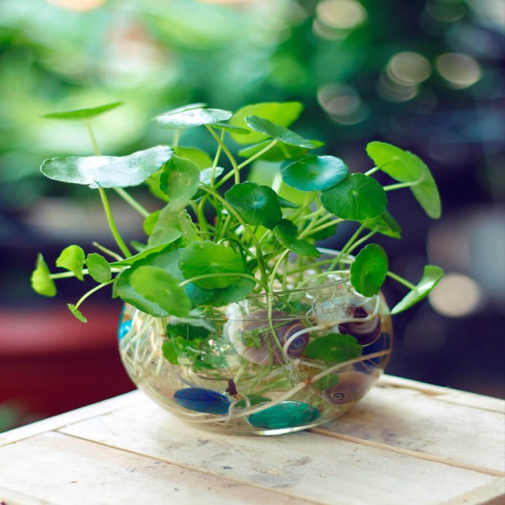 50 Hạt Giống Cỏ May Mắn/  Có Thể Trồng Trong Nước Bể Nuôi Cá