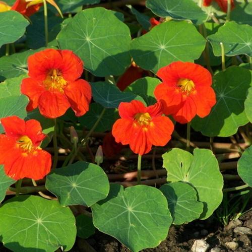 Set 2 Túi Hạt Giống Hoa Sen Cạn F1. Mỗi Túi 15 Hạt Chất Lượng Cao - Kèm Quà Tặng