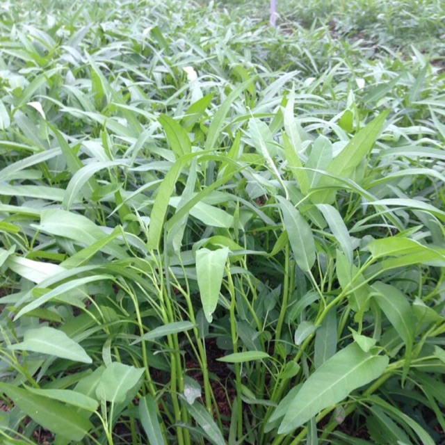 Hạt giống rau muống cao sản