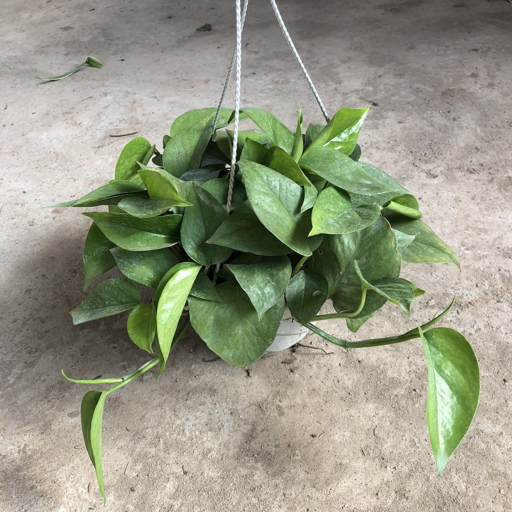 Cây vạn niên thanh trồng chậu lá đẹp đường kính 20-25cm thích hợp làm cây để bàn, cây treo tường