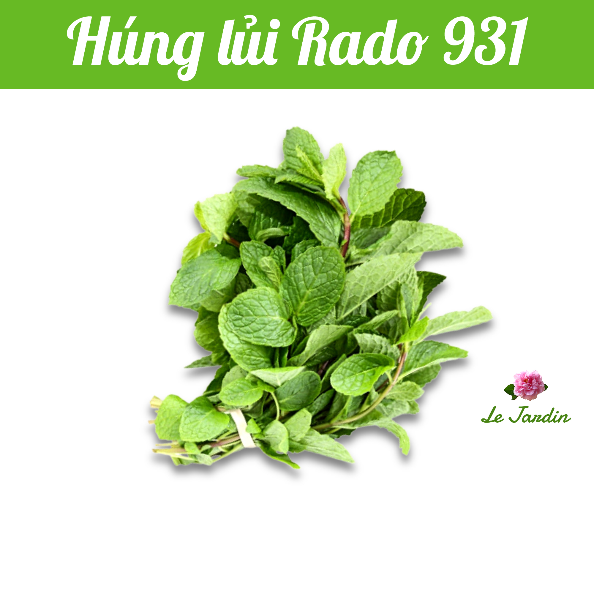 Hạt giống rau húng lủi gói 0,2gr - dễ trồng
