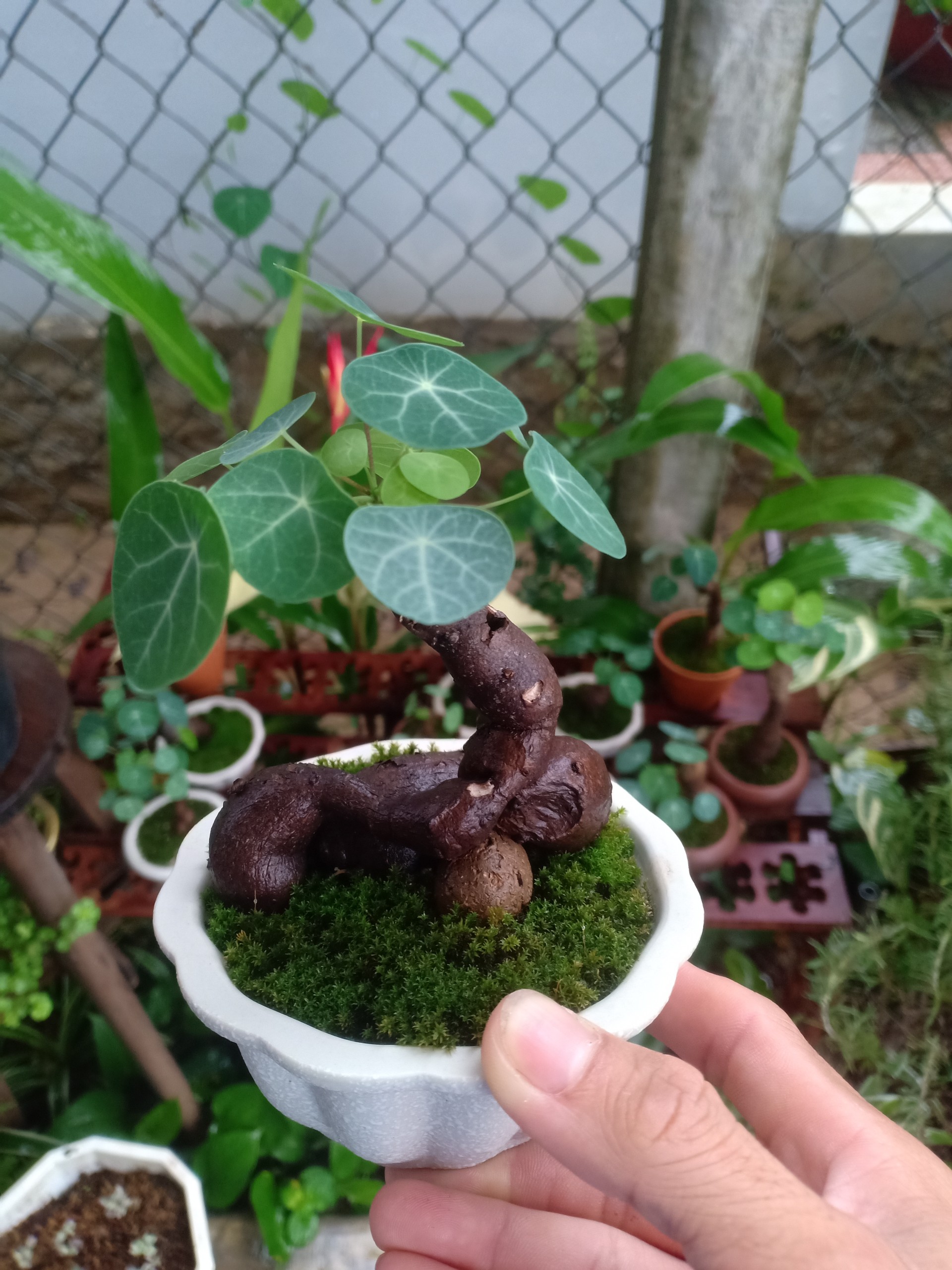 Lá đồng tiền (củ bình vôi) để bàn