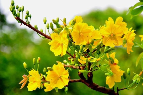 BẦU CÂY GIỐNG HOA MAI VÀNG ĐƠN- HOA NỞ TẾT