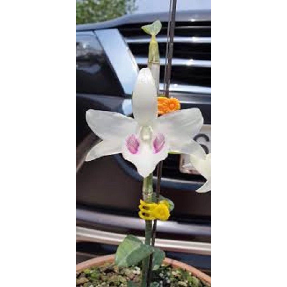 [Chuẩn Giống F1] Cốc phi điệp 5 cánh trắng BẢO DUY (5ct)- hàng gieo hạt - hoa xổ số - hoa siêu đẹp giá rẻ