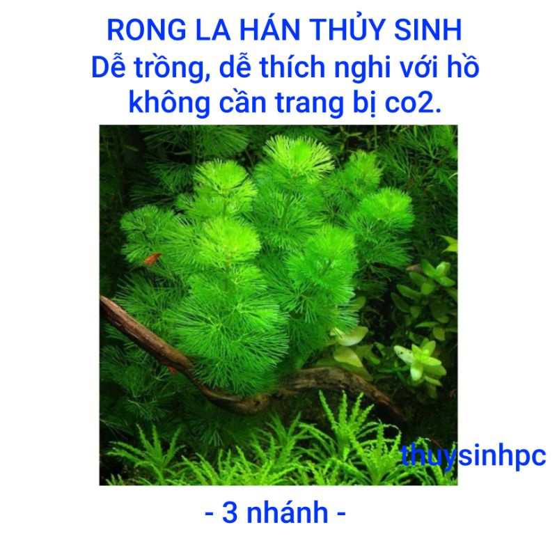 3 nhánh rong la hán trang trí bể thủy sinh cá cảnh