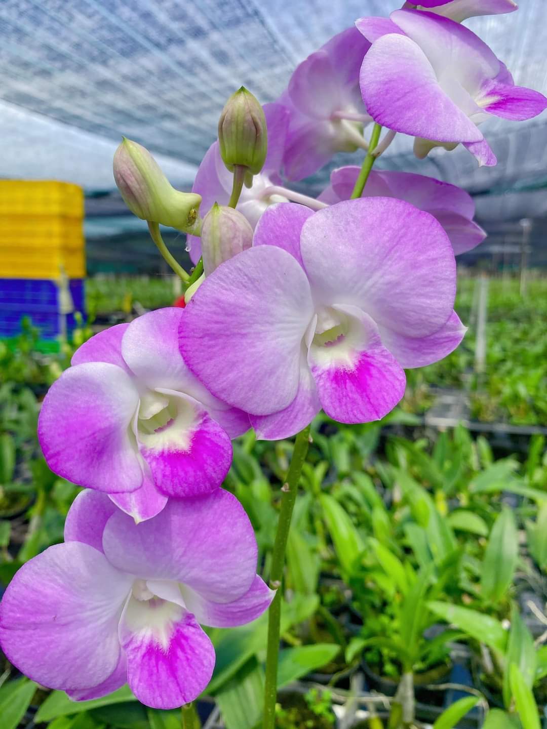 Hoa Lan Dendro Big Pink, lai hồ điệp, chậu cây trưởng thành, nhiều thân, sắp ra ngồng hoa
