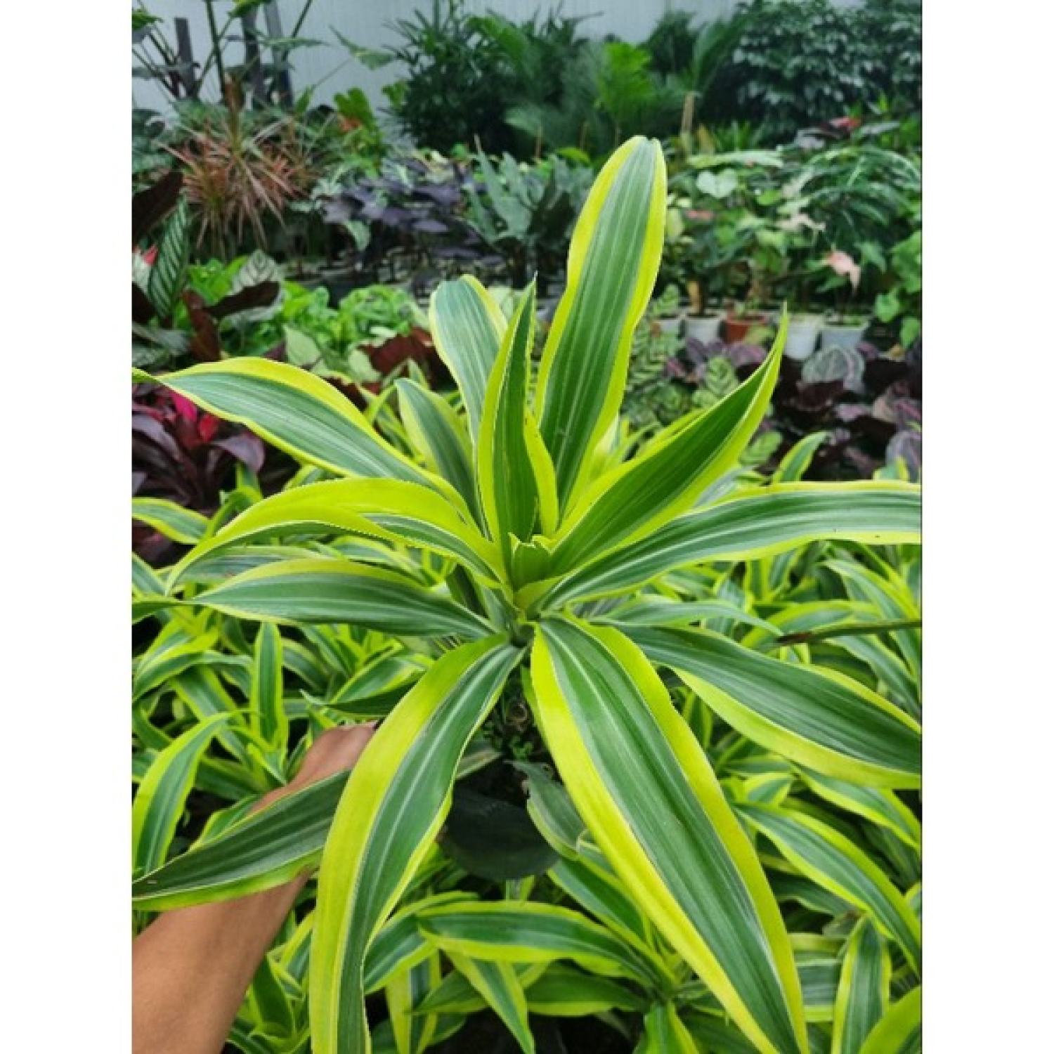 Cây phát tài Mỹ