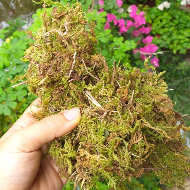 [HCM]Rêu rừng trồng lan 3.5dm