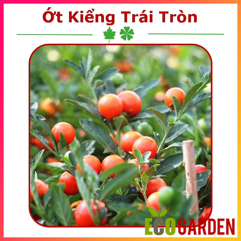 Hạt Giống Ớt Trái Tròn Làm Kiểng Sai Trái (ECO.103)
