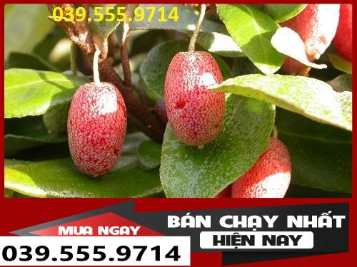 Cây Giống Nhót Ngọt Siêu Quả