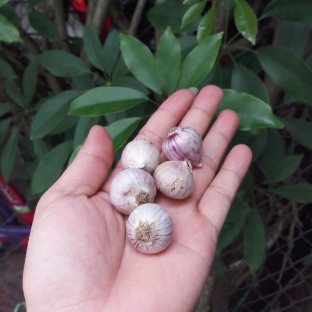 1kg tỏi ta