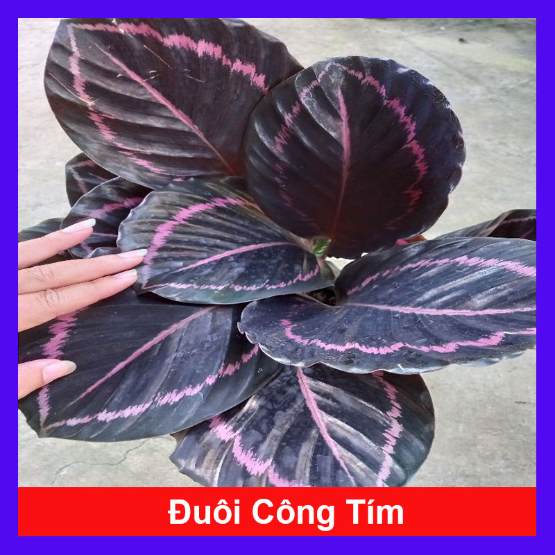 Cây đuôi công tím - cây cảnh để bàn