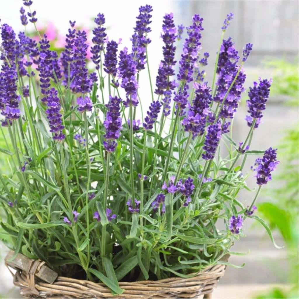 Hạt giống hoa oải hương ( lavender) - 50 hạt, cam kết sản phẩm đúng mô tả, chất lượng đảm bảo an toàn đến sức khỏe người sử dụng