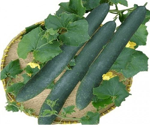 Hạt giống bí đao xanh trái dài