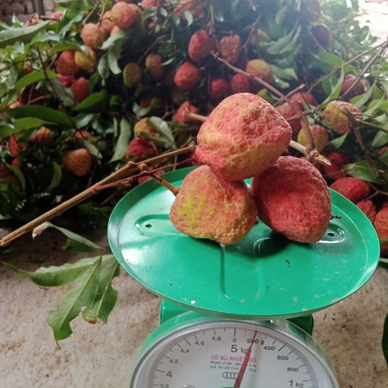 Cây giống vải khổng lồ