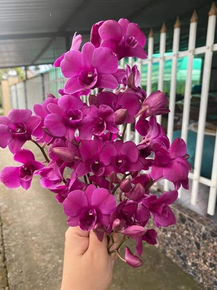 Hoa lan Dendro Pink Galaxy, chậu cây trưởng thành, nhiều thân, sắp ra ngồng hoa