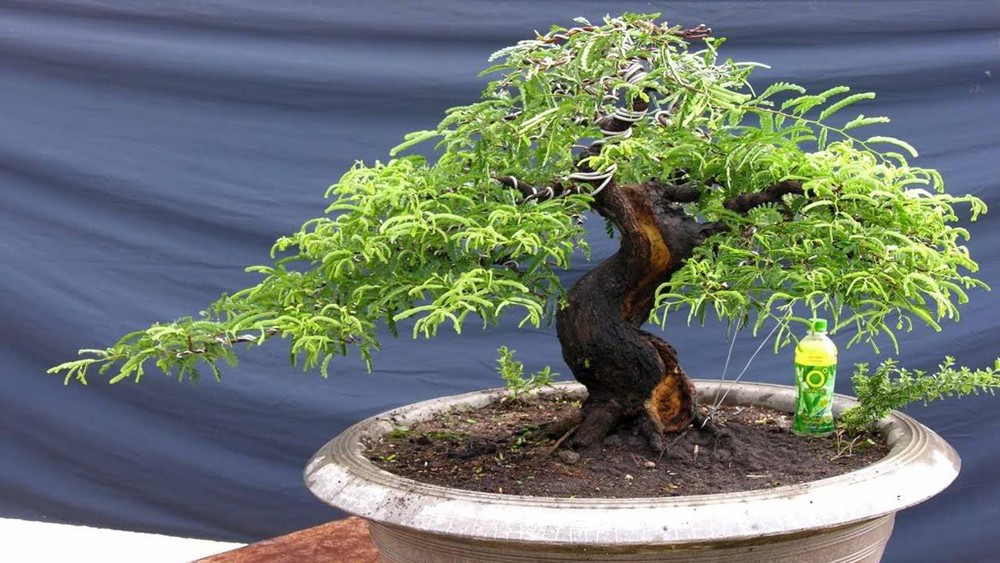 [HCM]Hạt giống cây me kiểng ngọt bonsai