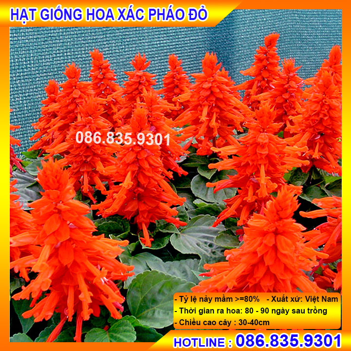 Hạt giống hoa xác pháo đỏ cực chất lượng, dễ trồng nảy mầm nhanh