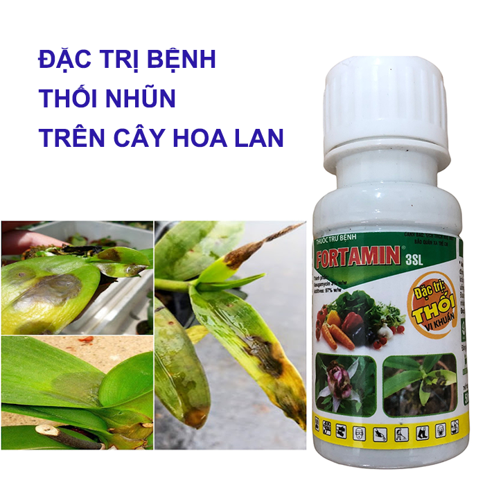 Đặc hiệu Trừ bệnh thối nhũn trên cây hoa lan Fortamin 3sl 50ml; thuốc trừ bệnh thối nhũn trên hoa lan