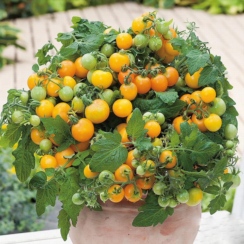 Hạt giống cà chua Bi Lùn Vàng F1 PSV136 | Phởms Market