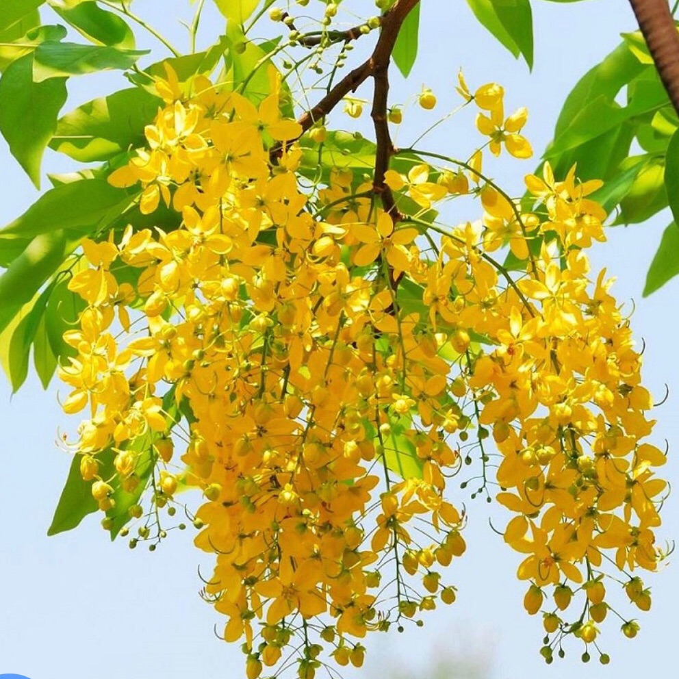 Cay hoa hoàng Yến + tặng phân bón