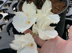 Lan thiên nga trắng đột biến hàng cây giống 12 tháng tuổi thuần tại vườn