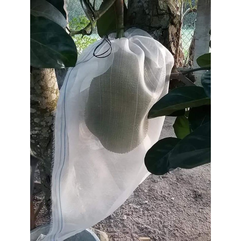 Túi bao mít cước thái 50 túi