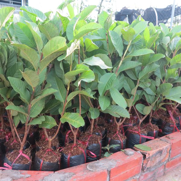 ỔI LÊ ĐÀI LOAN (nhánh đẹp)